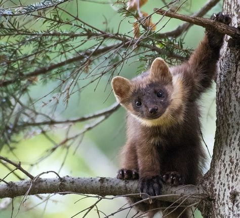 American Marten, Pine Marten, Egyptian Mau, Cute Ferrets, Cat Species, Pet Spaces, Wild Animals Pictures, Animal Symbolism, Lion Art