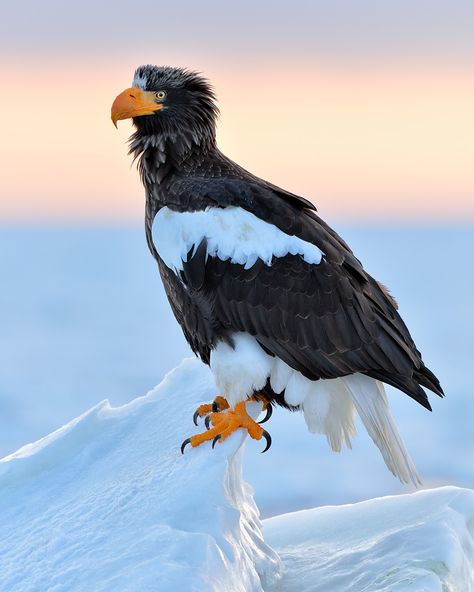 Steller's Sea Eagle, Sea Eagle, Amazing Animal Pictures, Amazing Birds, Eagle Bird, Eagle Art, Marine Mammals, Wildlife Nature, Animal Posters