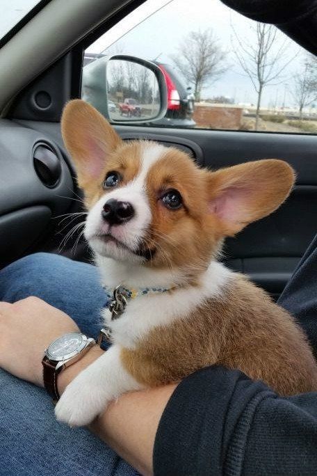 Corgi Puppies, 강아지 그림, Puppies And Kitties, Adorable Dogs, Corgi Puppy, Cute Corgi, Pembroke Welsh Corgi, Corgi Dog, Welsh Corgi