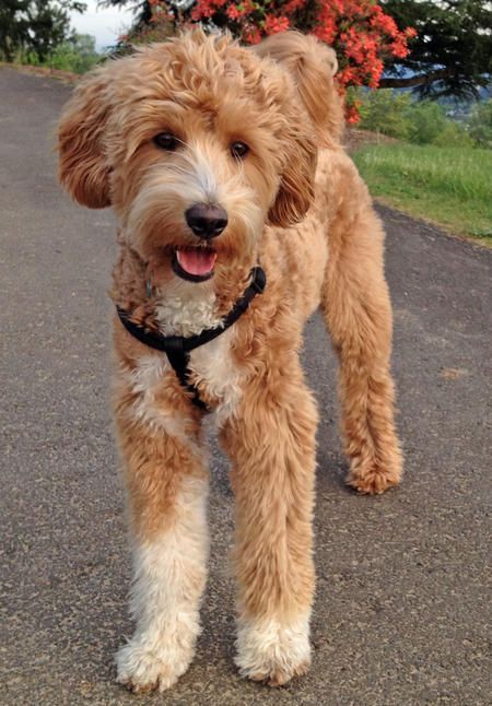 21 Unreal Poodle Cross Breeds You Have To See To Believe Straight Hair Goldendoodle, Labradoodle Haircut, Poodle Cross Breeds, Labradoodle Grooming, Goldendoodle Haircuts, Ras Anjing, Goldendoodle Grooming, Labradoodle Dogs, Puppy Grooming