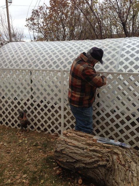 Hoop Coop with 3 Cattle Panels 12x10, 10x10, 12x9 or ? ? | BackYard Chickens - Learn How to Raise Chickens Cattle Panel Chicken Coop, Hoop House Chickens, Raising Pheasants, Hoop Coop, Chicken Tunnels, Chicken Care, Large Backyard Landscaping, Cattle Panels, How To Raise Chickens