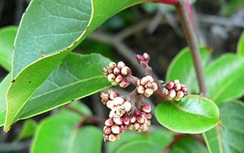 Hot climates to see more variability in tree leafing as temperatures rise Small Rustic Bathrooms, Mango Plant, Sugar Bush, Urban Heat Island, Bush Plant, California Native Plants, California Garden, Plant Life Cycle, Plant Information