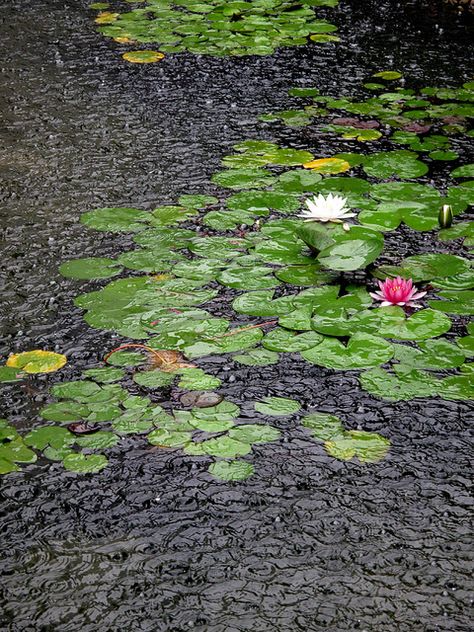 Lily pond rain-storm in Kunshan (昆山), Jiangsu, China. by thewamphyri Romantic Rain, Lilly Pond, Relaxing Rain, Rain And Thunderstorms, Rain Dance, Smell Of Rain, I Love Rain, Rainbow Rain, Rain Storm