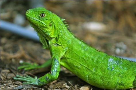 Conoce a la iguana verde, un animal exótico y espectacular Baby Iguana, Green Iguana, Sharp Teeth, Pet Insurance, Animal Facts, Reptiles And Amphibians, Bearded Dragon, Umbria, Amphibians