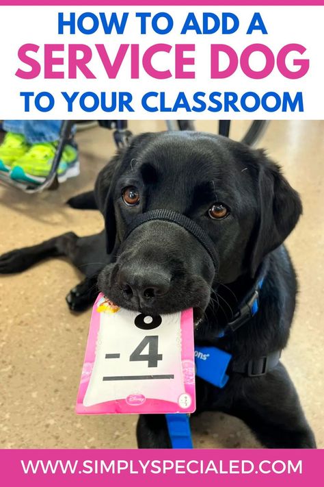 Are you interested in having a service dog in your classroom? Today I am sharing where to find a classroom service dog, the difference between a service dog and a therapy dog and how to prepare students for a service dog. I am also sharing how a service dog can support your special education students. A service dog can model for my students that are practicing social skills like; taking turns, learning to play appropriately, using language like “your turn” or waiting and more.