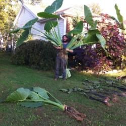 Elephant Ear Bulbs, Elephant Ear Plant, Container Garden Design, Container Gardening Flowers, Garden Bulbs, Elephant Ears, How To Store, Kew Gardens, Tropical Landscaping