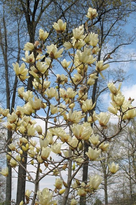 Magnolia acuminata 'Elizabeth' Magnolia Acuminata, Tulip Magnolia, Magnolia Tree, Specimen Trees, Farmhouse Garden, Magnolia Trees, Ornamental Trees, Yellow Tulips, Native Garden