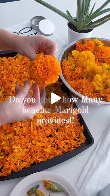 Katrina Chaussard on Instagram: "Prepping to have fresh Marigold for Tea! The benefits are tremendous!! Will also be making Salves, Ointments, Tincture's. Can use the leaves as Well! More post to follow on all the benefits!! This is a beautiful addition for fragrance and healing in Be Whole products! Happy Fall y'all!! #beautiful #beauty #healthy #todaysyourday #healing #health #change #change #bewholeorganicproducts #fresh #apothecary #holistic #teatime" Uses For Marigolds, Marigold Salve, Making Salves, Marigold Tea, Home Health Remedies, Marigold Flower, Happy Fall Y'all, Flower Tea, Home Health