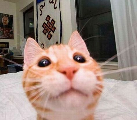 We Can All Learn Some Tricks From These Pro Cats Taking Selfies - I Can Has Cheezburger? Koci Humor, Funny Cat Memes, Funny Cat Pictures, Grumpy Cat, Silly Cats, Crazy Cat Lady, 귀여운 동물, Baby Cats, Crazy Cats