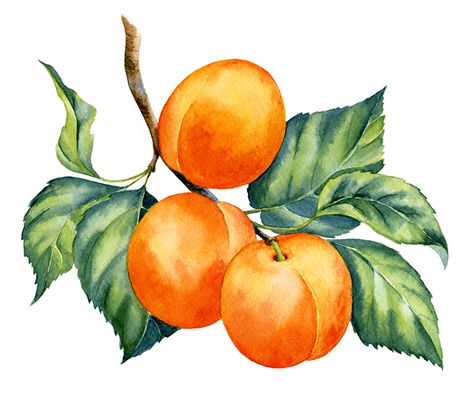 Branch Watercolor, Tree Clipart, Watercolor Fruit, Illustration Botanique, Citrus Trees, Gracie Oaks, Orange Blossom, Fruit Trees, Botanical Illustration