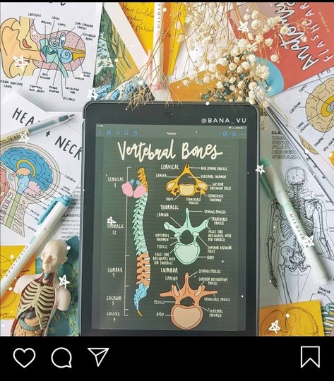 Anatomy Digital Notes, Anatomy Goodnotes, Doctor Core, Notability Notes, Ipad Notes, Anatomy Bones, Digital Notes, High School Life Hacks, College Notes