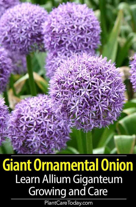 Growing Allium Giganteum: Learn Giant Ornamental Onion Care Giant Onion Flower, Ornamental Onion Allium Flowers, Globe Flowers, Garden Onions, Giant Allium, Onion Flowers, Ornamental Onion, Coquette Flowers, Allium Giganteum