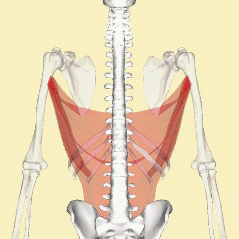 File:Latissimus dorsi muscle animation4.gif Muscle Movement, Latissimus Dorsi, Muscles, Anatomy, Gif, Humanoid Sketch, Quick Saves