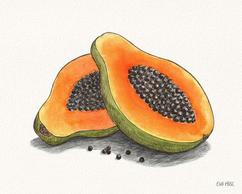 Papaya Drawing, Persona Art, Papaya Art, Papaya Smoothie, 3d Sketch, Food Painting, Art Project, Papaya, Art Sketches