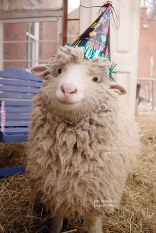 Cute Sheep, A Sheep, Oita, Pretty Animals, 웃긴 사진, Fluffy Animals, Cute Animal Photos, Cute Animal Pictures, Cute Creatures