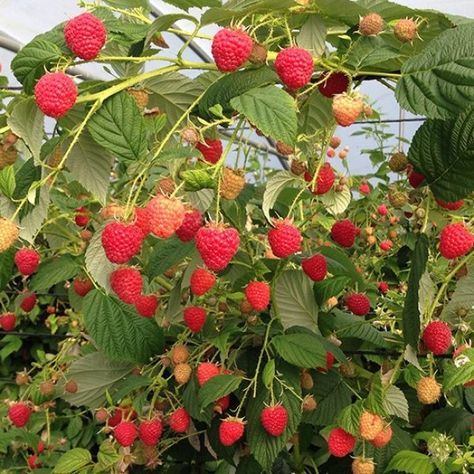 Raspberry Tree, Raspberry Canes, Raspberry Bush, Raspberry Plants, Raspberry Fruit, Blueberry Bushes, Fall Fruits, Strawberry Plants, Fruit Plants