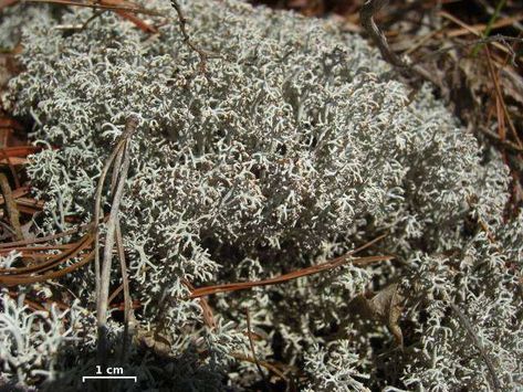 Reindeer Lichen: Fungus and Algae Living Together - New York Almanack Low Growing Plants, Fairy Animation, Barren Land, Migrating Birds, Climate Warming, Arctic Tundra, Winter Foods, Musk Ox, Edible Wild Plants