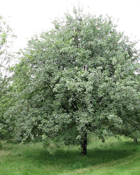 Mountain Ash, Southern Europe, Garden Types, Sandy Soil, Ornamental Trees, White Gardens, Roof Garden, Large Animals, Growing Tree