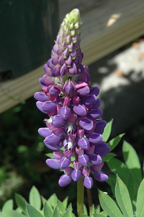 Blue Lupine, Lupine Flowers, Garden Border, Gardening Zones, Pollinator Garden, Late Spring, Herbaceous Perennials, How To Attract Hummingbirds, Perfect Plants