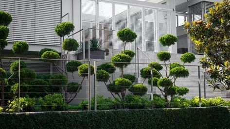 Sharp shears are required to shape these green 'clouds'. Photo: Nicholas Watt. Cloud Pruning, Cloud Tree, Tree Pruning, Topiary Trees, Minimalist Landscape, Patio Plants, Front Entrances, House Landscape, Botanic Garden