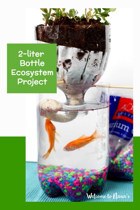 Hydroponics In The Classroom, Ecology Experiments, Bottle Ecosystem, Ecosystem In A Bottle, Ecosystem Project, Worm Farms, Ecosystem Activities, Ag Science, Diy Aquaponics