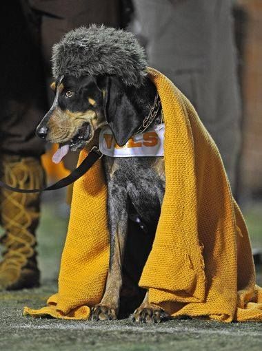 Smokey is loyal, even in the cold! Tennessee Mascot, Ut Football, Rocky Top Tennessee, Neyland Stadium, Orange Blanket, Tennessee Girls, Tennessee Volunteers Football, Tn Vols, Bluetick Coonhound