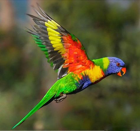 Flying Rainbow Lory | ... birds | Pinterest | Beautiful Birds, Attention Seeking… Australian Parrots, Rainbow Lorikeet, Big Animals, Australian Birds, Rare Birds, Parrot Bird, Australian Animals, Bird Pictures, Tropical Birds