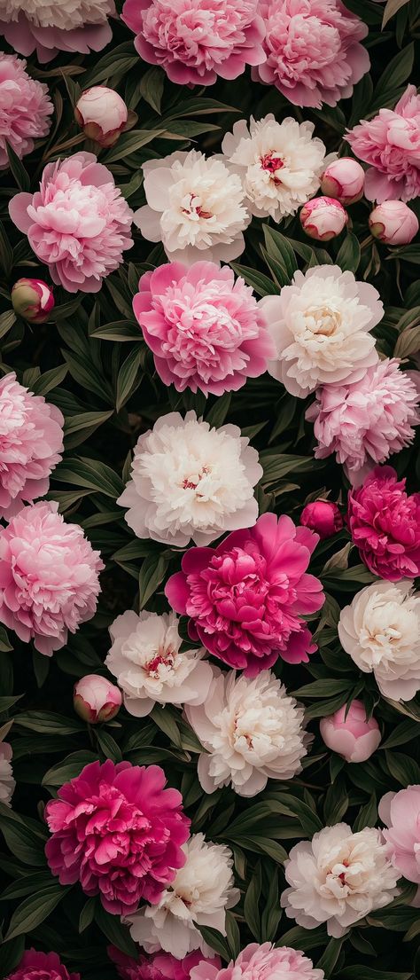 Peonies Phone Wallpaper, Peony Flower Wallpaper Iphone, Peonies Wallpaper Iphone, Peony Flower Wallpaper, Flowers Iphone Wallpaper, Flower Wallpaper Iphone, Peonies Wallpaper, Beautiful Summer Wallpaper, Flower Background Iphone