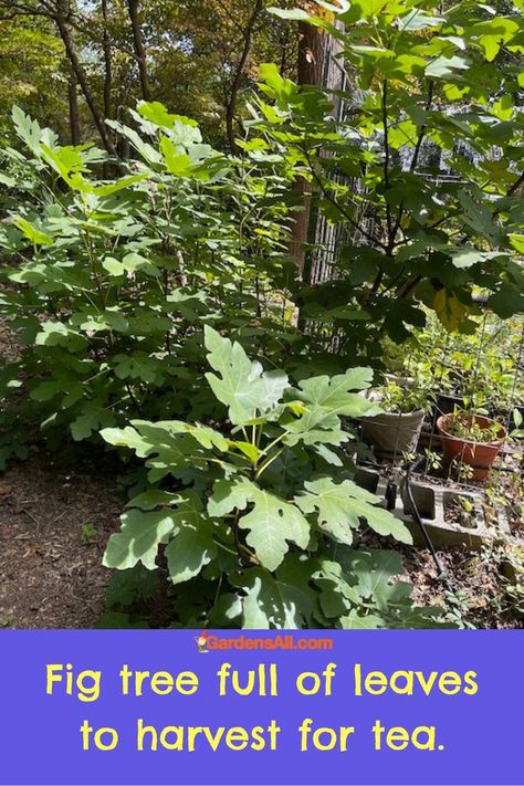 Fig tree full of leaves to harvest for tea. Fig Leaf Tea, Leaf Health, Tea Health, Tea Health Benefits, Edible Landscaping, Fig Leaves, Garden Recipes, Fig Tree, Tree Leaves