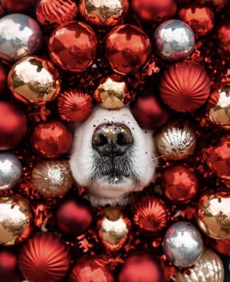 Holiday Pet Photography, Christmas Puppies Pictures, Christmas Dog Photography, Pet Photography Poses, Christmas Pet Photos, Dog Christmas Photos, Dog Christmas Pictures, Animal Noses, Animal Photoshoot