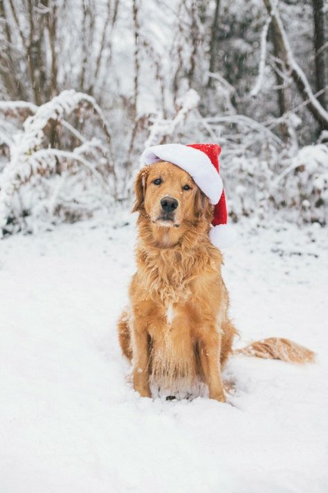 Golden Retrievers love snow! A Golden Retriever, Golden Retrievers, Christmas Wallpaper, Christmas Dog, The Snow, Golden Retriever, Trees, Christmas