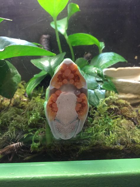 A frog sitting on a glass tank! - Imgur Frog Pet, Frog Terrarium, Frog Tank, Funny Photoshop Pictures, Frog Sitting, Frog Pins, Funny Photoshop, Glass Frog, People Having Fun