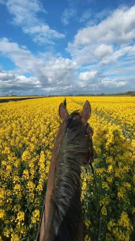 Equestrian Motivation, Aesthetic Horses, Horse Riding Videos, Baby Wolves, Schleich Horses, Horsey Life, Funny Horse Videos, Yellow Fields, Green Quotes