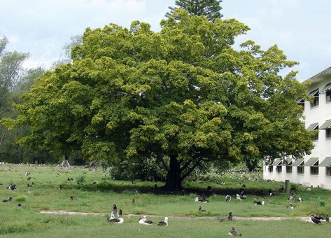 Ficus microcarpa (Indian laurel tree) | CABI Compendium Bonin Islands, Ficus Microcarpa, Laurel Tree, Sand Island, Plant Pests, Lesser Antilles, Missouri Botanical Garden, Animal Science, Plant Diseases