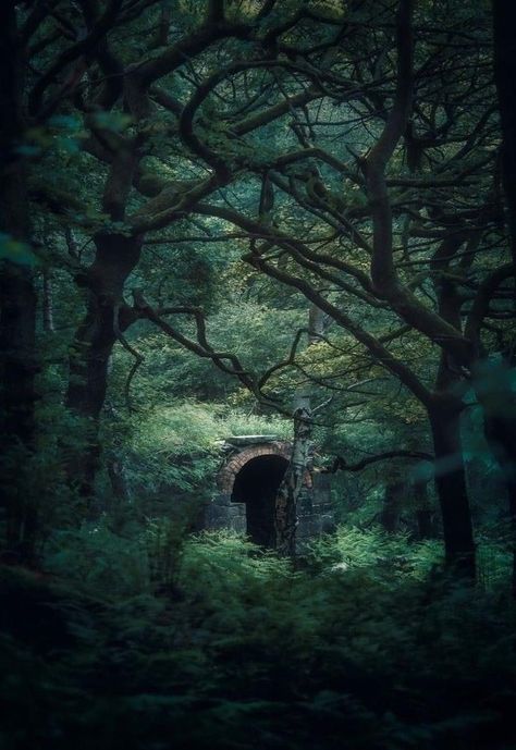 Landscape References, Forest Magic, Ancient Places, Dark Forest Aesthetic, The Enchanted Forest, Peak District National Park, Fairytale Photography, Fantasy Island, Magic Aesthetic