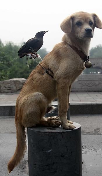 The mynah bird and the dog. The pair are so inseparable their owner has built a perch so the bird can ride around on the dog's back. Owner Qiao Yu says the animals became best friends after being kept in the same room together at his home in Jinan, in northern China's Shandong Province. He says the dog starts barking if anyone tries to approach the mynah. The mynah returns the favor by catching fleas on the dog and combing its hair while it sleeps. Love is love. Turtles Hatching, Mynah Bird, Unlikely Animal Friends, Unlikely Friends, Animals Friendship, Unusual Animals, General Crafts, Animal Stories, Sea Turtles