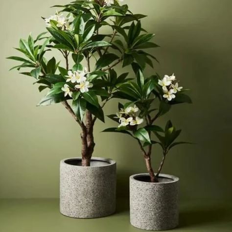 Growing Frangipani in Pots: Australian Gardening Guide Frangipani Plant, Gardening Guide, Floral Interior, Cafe Lights, Clay Soil, Weight Set, Home Landscaping, Deciduous Trees, Dressing Table With Stool