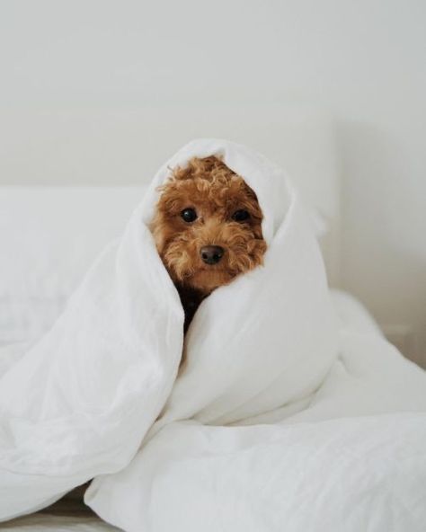 Dog Photoshoot, Cute Animals Puppies, Very Cute Dogs, Puppy Photos, Toy Poodle, Puppy Pictures, Labradoodle, Dog Photography, Baby Dogs