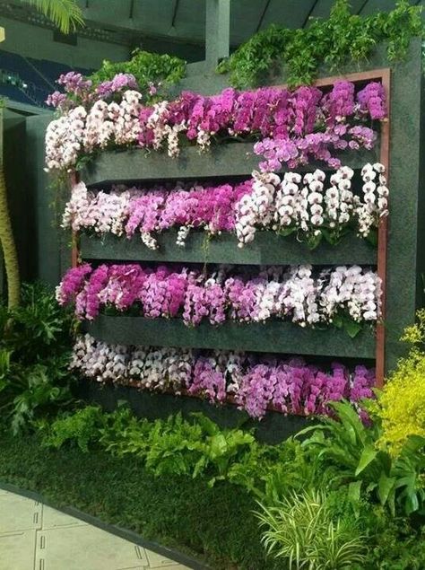 A display of Phalaenopsis orchids....what a beautiful display of my favorite orchid... Phalaenopsis Orchid Varieties, Orchid Ideas, Orchids Phalaenopsis, Orchid Display, Landscaping With Fountains, Orchid Varieties, Orchid Show, Garden Arbor, Orchids Garden