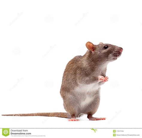 Cute Domestic Brown Rat Royalty Free Stock Photos - Image: 17377118 Rat Standing, Brown Rat, Fancy Rat, Cat Seat, Pet Mice, Cute Rats, Year Of The Rat, Pet Rats, Cute Wild Animals