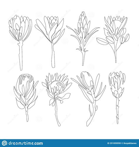 Protea Line Drawing Tattoo, Protea Tattoo Small Simple, Protea Line Art, Fine Line Protea Tattoo, Protea Flower Drawing, Protea Sketch, Protea Line Drawing, Protea Flower Tattoo, Protea Drawing