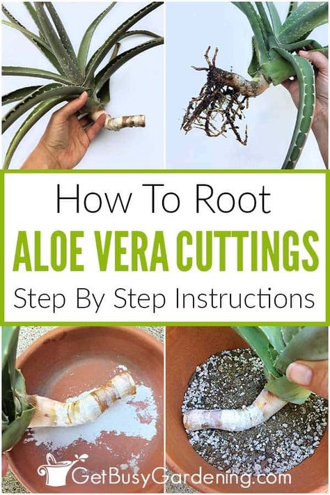 Do you have an aloe vera plant with long stems and want to learn how to use cuttings to propagate it? Though it’s not possible to root individual leaves, it’s fairly easy to propagate aloe vera stem cuttings. My detailed step by step guide will help walk you through exactly how to do it. I’ve shared all the necessary steps and tools you’ll need to multiply and grow your aloe from cuttings, and tips for the best success. Once you know how, you’ll have lots of new plants to share with friends. Life Restart, Propagating Aloe, Propagate Aloe, Propagate Aloe Vera, Aloe Plant Care, Aloa Vera, Aloe Vera Plant Indoor, Growing Aloe Vera, Brown Spots Removal