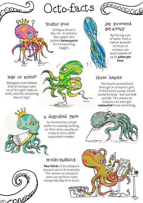 Beautiful illustrations accompanying facts. Love it! Marine Biology Facts, Preschool Octopus Activities, Marine Biology Activities High School, Facts About Sea Animals, High School Marine Biology, Teacher Teaching Students, Octopus Facts, Biology Jokes, Fun Facts About Octopus