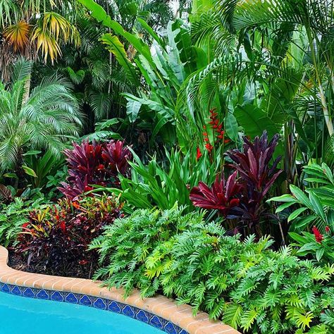 Roots Landscape Service, LLC (@rootslandscapellc) • Instagram photos and videos Tropical Pool Landscaping, Tropical Backyard Landscaping, Small Tropical Gardens, Pool Plants, Bali Garden, Tropical Landscape Design, Florida Landscaping, Tropical Garden Design, Tropical Backyard