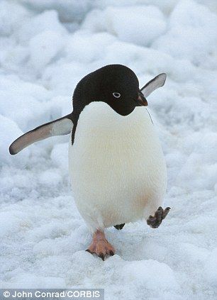 An Adelie penguin walking on the ice in Antarctica. Climate change is killing a worrying amounts of birds Penguin Walk, Adelie Penguin, Wow Photo, Cute Penguins, Pretty Birds, Cute Birds, Wild Life, 귀여운 동물, The Ice