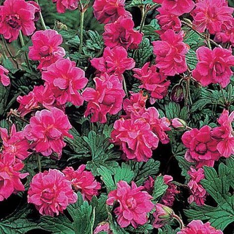 Cranesbill geraniums--Hardy Geraniums continue to gain popularity among gardeners who are looking for low maintenance plants. Not only do they produce lovely flowers in a wide variety of colors, but they also have varied growing habits to suit gardeners in almost any climate.  Hardy geraniums are easy to propagate. Most can be started from seeds in the spring or divided at any time during the growing season. Geranium Himalayense, Part Shade Plants, Cranesbill Geranium, Spring Hill Nursery, Hardy Geranium, Deer Resistant Plants, Sun Perennials, Hardy Perennials, Low Maintenance Plants