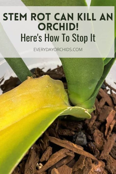 Stem rot most often afflicts Phalaenopsis and Vanda orchids and can be deadly if left untreated. Learn to identify, treat and prevent stem rot, or collar rot, in your orchid. #Orchid #OrchidCare #Phalaenopsis #StemRot Orchid Leaves Turning Yellow, Orchid Diseases, Orchid Propagation, Orchid Food, Repotting Orchids, Orchids In Water, Indoor Orchids, Orchid Fertilizer, Orchid Plant Care