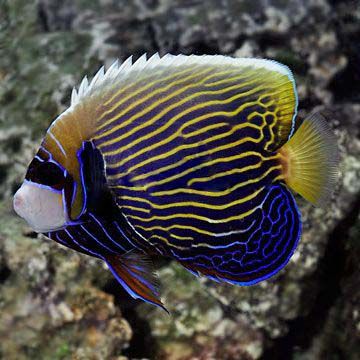 Emperor Angelfish, Marine Organism, Angel Fish, Marine Biology, Colorful Fish, Fish Art, Coral Reef, Aquarium Fish, Sea Creatures