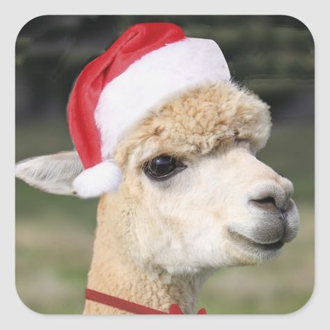 Christmas Alpaca Wearing Elf Hat and Ribbon Square Sticker #christmaselves #christmasstickers #elvesstickers #christmaself #elfstickers #xmaself #xmasstickers #christmaself Christmas Alpaca, Christmas Llama, Xmas Gift Wrap, Xmas Elf, Cute Alpaca, Elf Hat, Pet Costumes, Gifts Cards, Create Custom Stickers