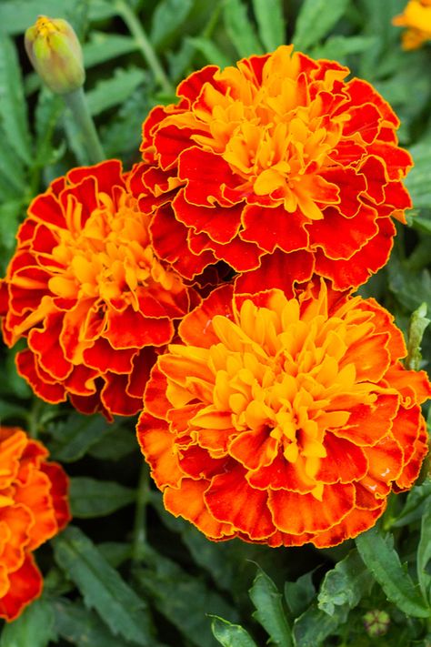 How To Repel Pests With Marigolds - 5 Of The Best Marigolds To Plant! Juliette Tattoo, Merrygold Flowers, Marigold Reference, Mexican Marigolds, Mexican Marigold Flower, Indian Marigold, Lemon Gem Marigold, Marigold Companion Plants, Growing Marigolds